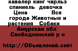  кавалер кинг чарльз спаниель -девочка › Цена ­ 45 000 - Все города Животные и растения » Собаки   . Амурская обл.,Свободненский р-н